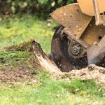 Stump Grinding Sydney: How It Works, What It Costs, and What You Get Left With