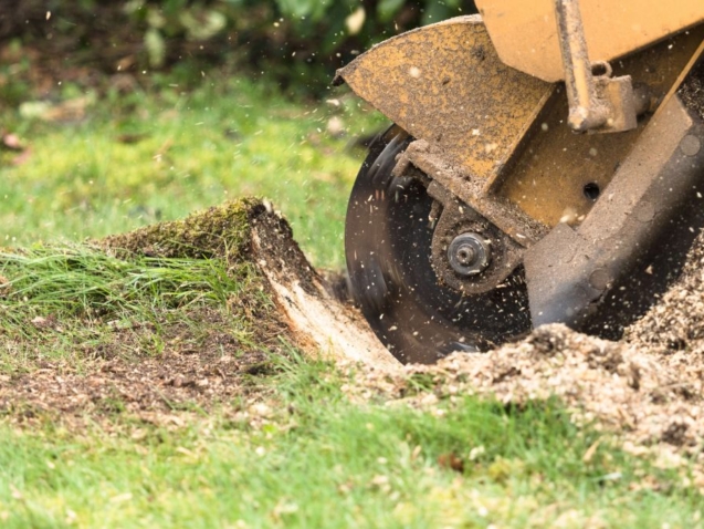 Stump Grinding Sydney: How It Works, What It Costs, and What You Get Left With