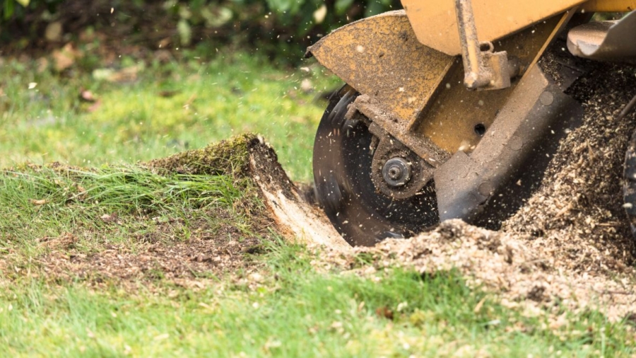 Stump Grinding Sydney: How It Works, What It Costs, and What You Get Left With