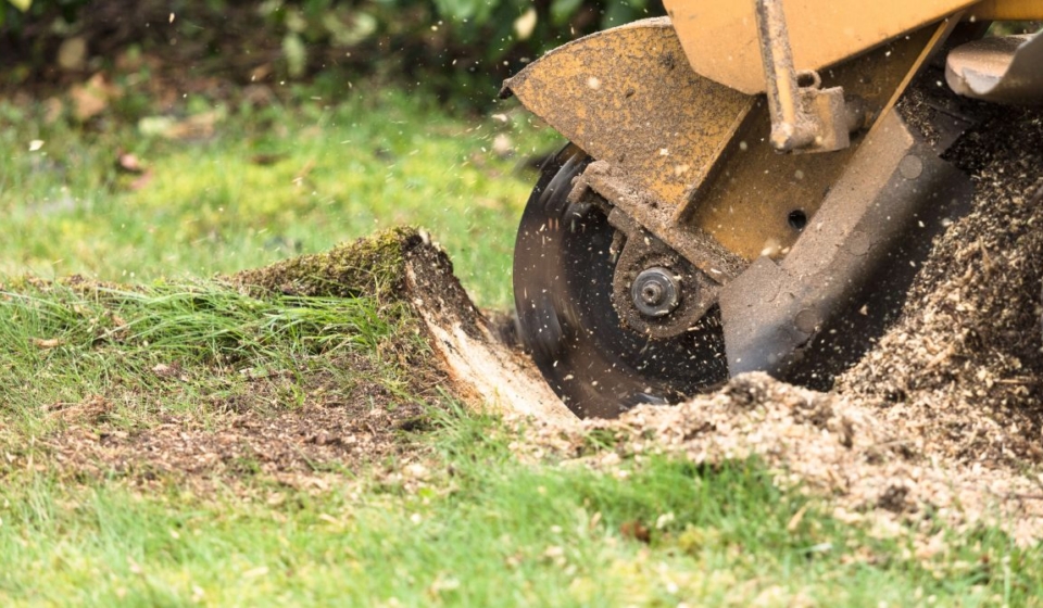 Stump Grinding Sydney: How It Works, What It Costs, and What You Get Left With