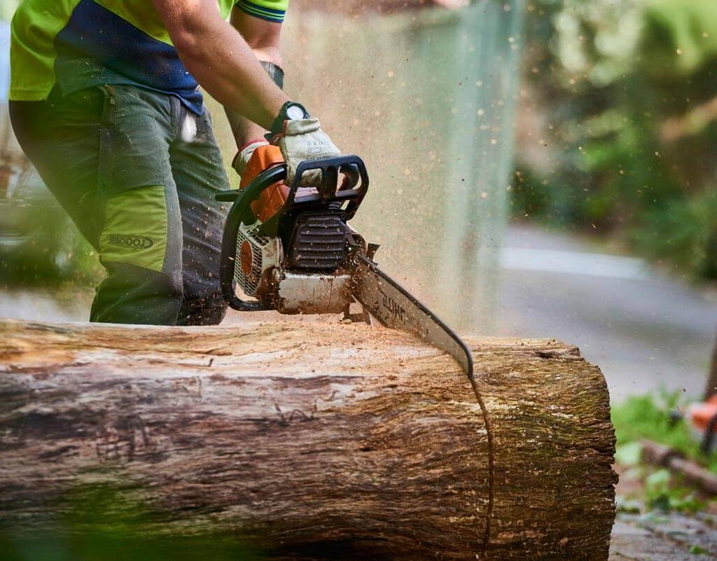 Tree Removal Cost Sydney: Budget Your Project Accurately

