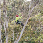 Tree Removal Cost Sydney: Budget Your Project Accurately
