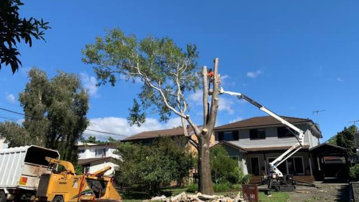 Understanding Stump Removal Cost Sydney: Rates & Pricing