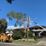 Understanding Stump Removal Cost Sydney: Rates & Pricing