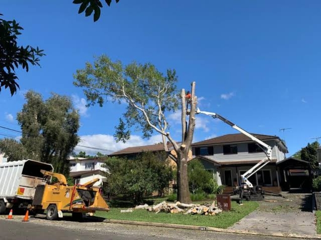 Understanding Stump Removal Cost Sydney: Rates & Pricing