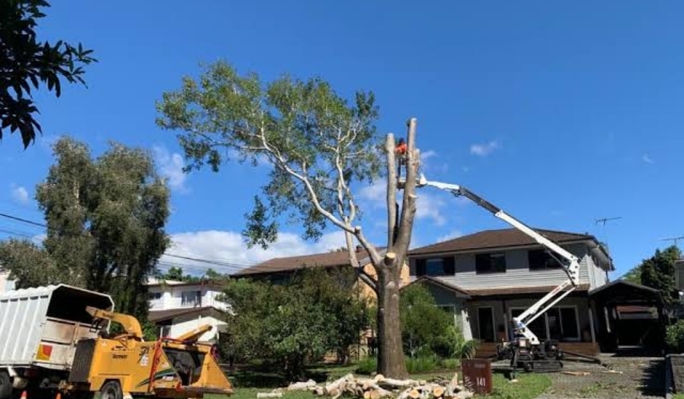 Understanding Stump Removal Cost Sydney: Rates & Pricing