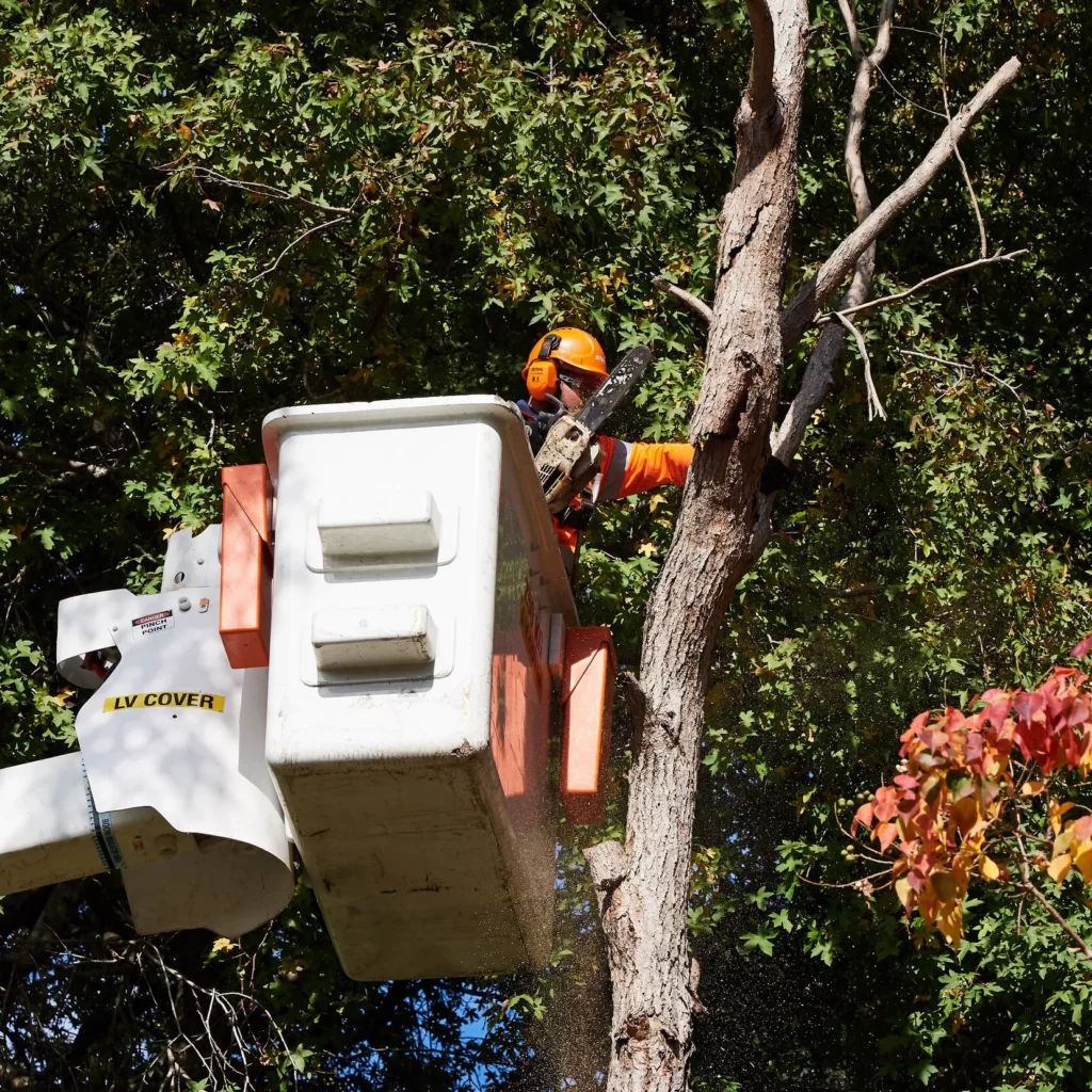 Understanding Stump Removal Cost Sydney: Rates & Pricing

